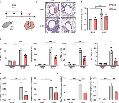 The NF-κB Transcription Factor c-Rel Modulates Group 2 Innate Lymphoid Cell Effector Functions and Drives Allergic Airway Inflammation